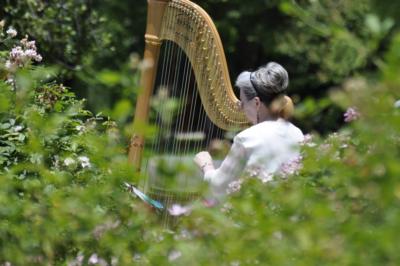 Susan Koskelin | Hurst, TX | Classical Harp | Photo #13