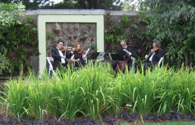 Celebration Musicians | Miami, FL | String Quartet | Photo #12