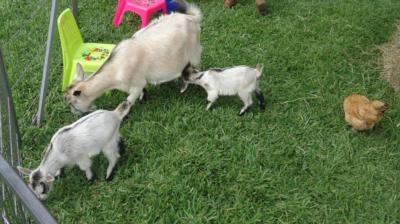 Every Kids Dream Pony Party And Petting Zoo | Loxahatchee, FL | Pony Rides | Photo #4