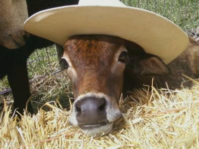 Every Kids Dream Pony Party And Petting Zoo | Loxahatchee, FL | Pony Rides | Photo #2