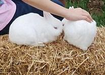 Every Kids Dream Pony Party And Petting Zoo | Loxahatchee, FL | Pony Rides | Photo #3