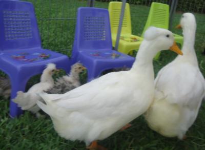 Every Kids Dream Pony Party And Petting Zoo | Loxahatchee, FL | Pony Rides | Photo #6