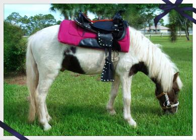 Every Kids Dream Pony Party And Petting Zoo | Loxahatchee, FL | Pony Rides | Photo #7