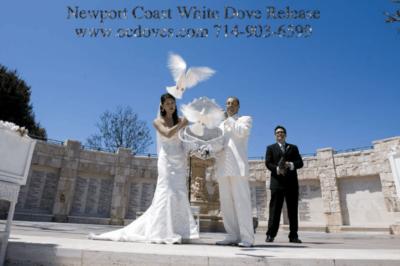 White Dove Release For Weddings & Events's Main Photo