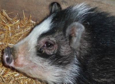 Mark's Ark | Auburn, IN | Animals For Parties | Photo #5