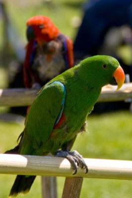 Joel's Exotic Parrot For Events And Parties's Main Photo