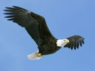 Texas Eagle Dirt Band | Joshua, TX | Acoustic Band | An Eagle Flew Into My Dreams