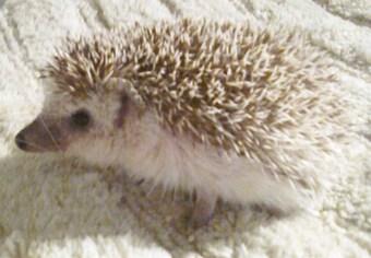 Sue's Party Animals | Chicago, IL | Animals For Parties | Photo #4