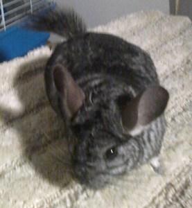 Sue's Party Animals | Chicago, IL | Animals For Parties | Photo #7