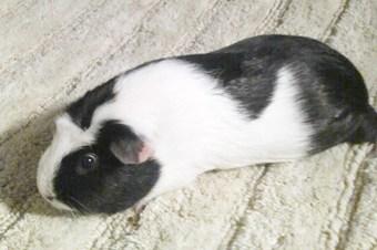 Sue's Party Animals | Chicago, IL | Animals For Parties | Photo #2