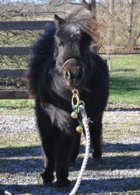 Dobby and Friends, pony rides and petting zoo's Main Photo