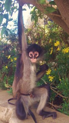 Pacific Animal Productions | Fallbrook, CA | Animals For Parties | Photo #8