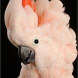 partyparrots | Palm Bay, FL | Animals For Parties | Photo #23