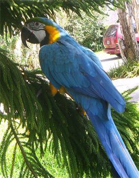 partyparrots | Palm Bay, FL | Animals For Parties | Photo #3