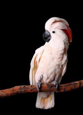 partyparrots | Palm Bay, FL | Animals For Parties | Photo #22