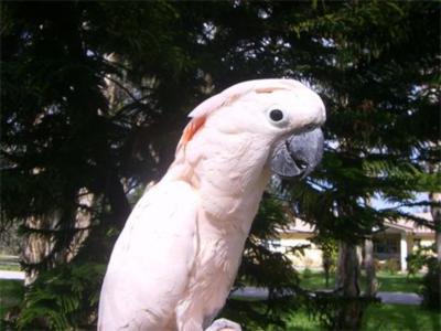 partyparrots | Palm Bay, FL | Animals For Parties | Photo #2