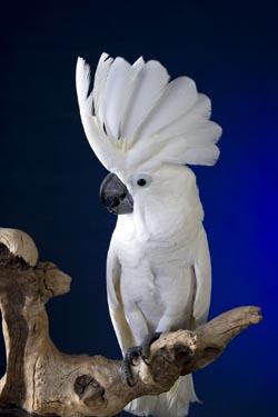 partyparrots | Palm Bay, FL | Animals For Parties | Photo #6