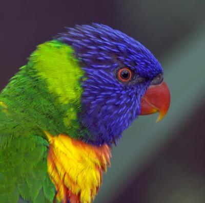 partyparrots | Palm Bay, FL | Animals For Parties | Photo #5