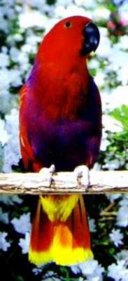 partyparrots | Palm Bay, FL | Animals For Parties | Photo #4