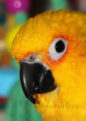 partyparrots | Palm Bay, FL | Animals For Parties | Photo #7