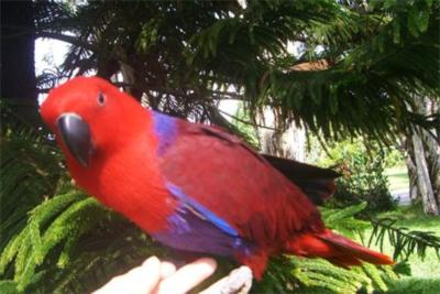 partyparrots | Palm Bay, FL | Animals For Parties | Photo #19
