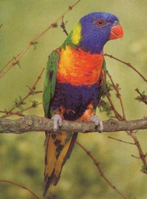 partyparrots | Palm Bay, FL | Animals For Parties | Photo #21