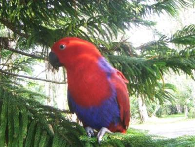 partyparrots | Palm Bay, FL | Animals For Parties | Photo #18
